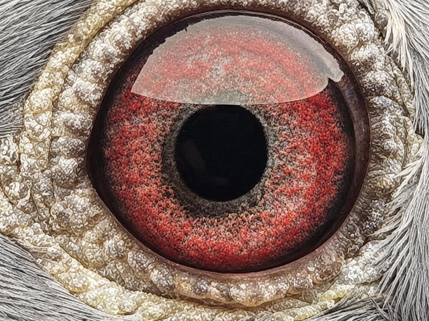 Pigeon eye